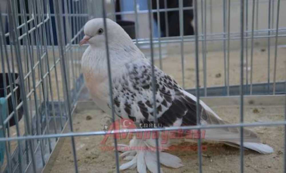 25 Bin Tl'ye Güvercin