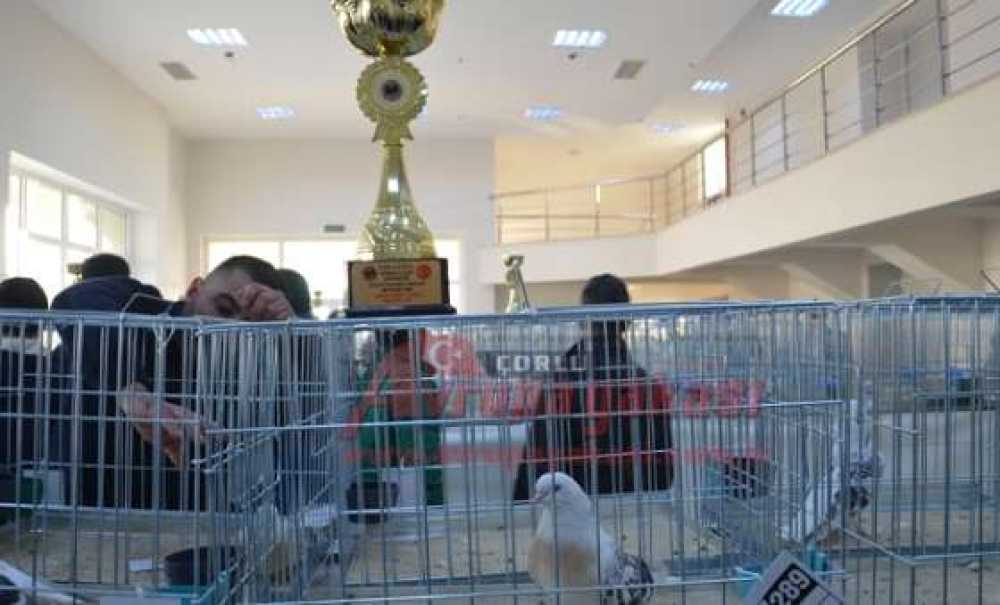 25 Bin Tl'ye Güvercin