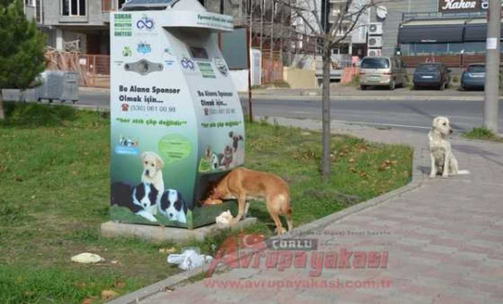 Sıra Bekleyen Köpekler İnsanlara Ders Verdi