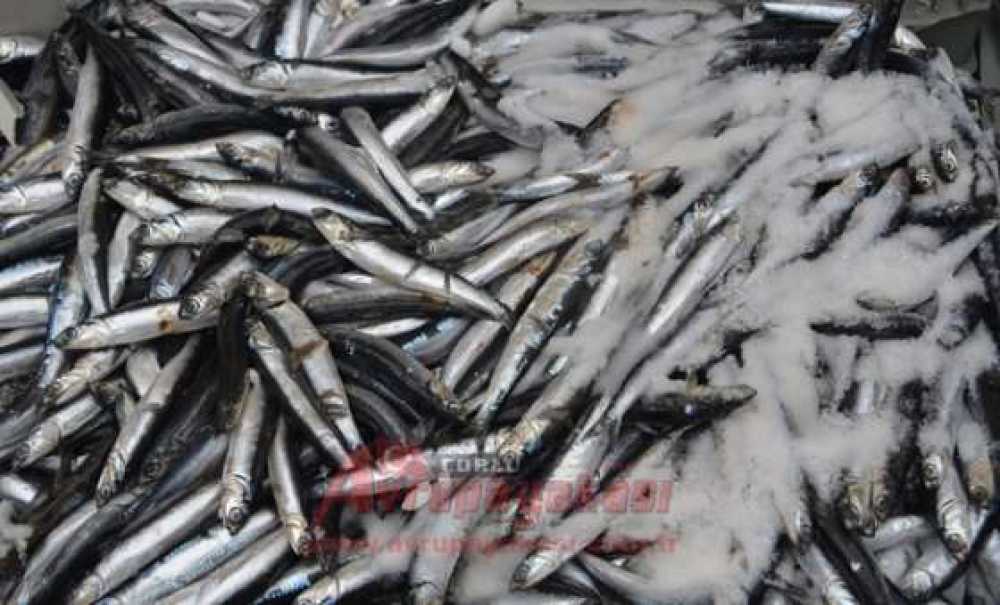 Balık Fiyatları Tavan Yaptı