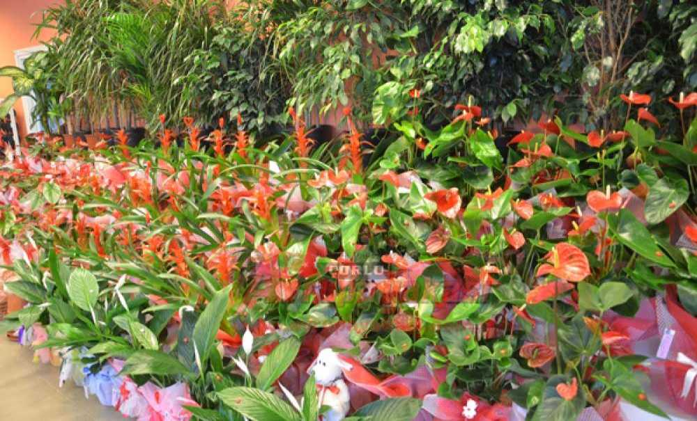 Trakya Çiçekçilik 14 Şubat'ta Hizmetinizde