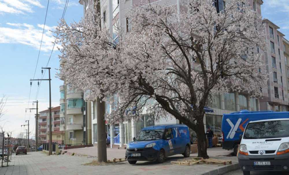 Kış Ayında Ağaçlar Çiçek Açtı