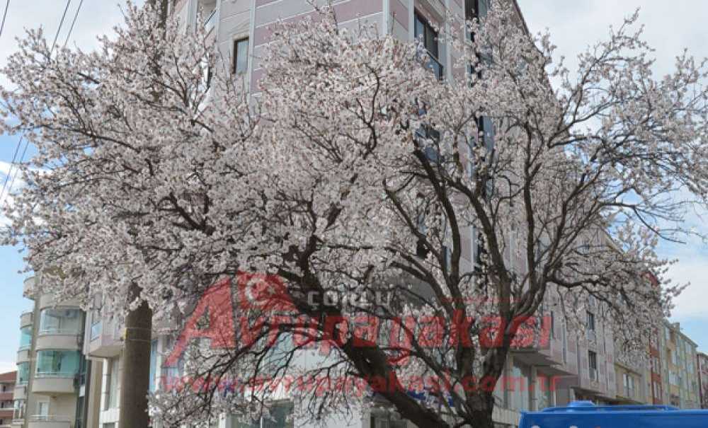 Kış Ayında Ağaçlar Çiçek Açtı