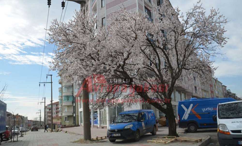 Kış Ayında Ağaçlar Çiçek Açtı