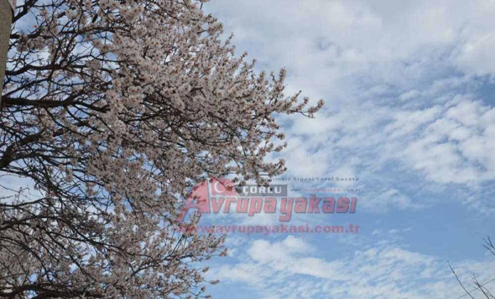 Kış Ayında Ağaçlar Çiçek Açtı
