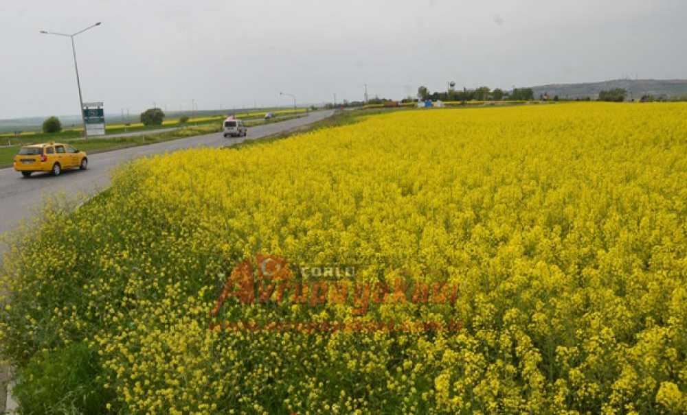 Kanola Tarlalaları Çorlu'yu Sarıya Boyadı
