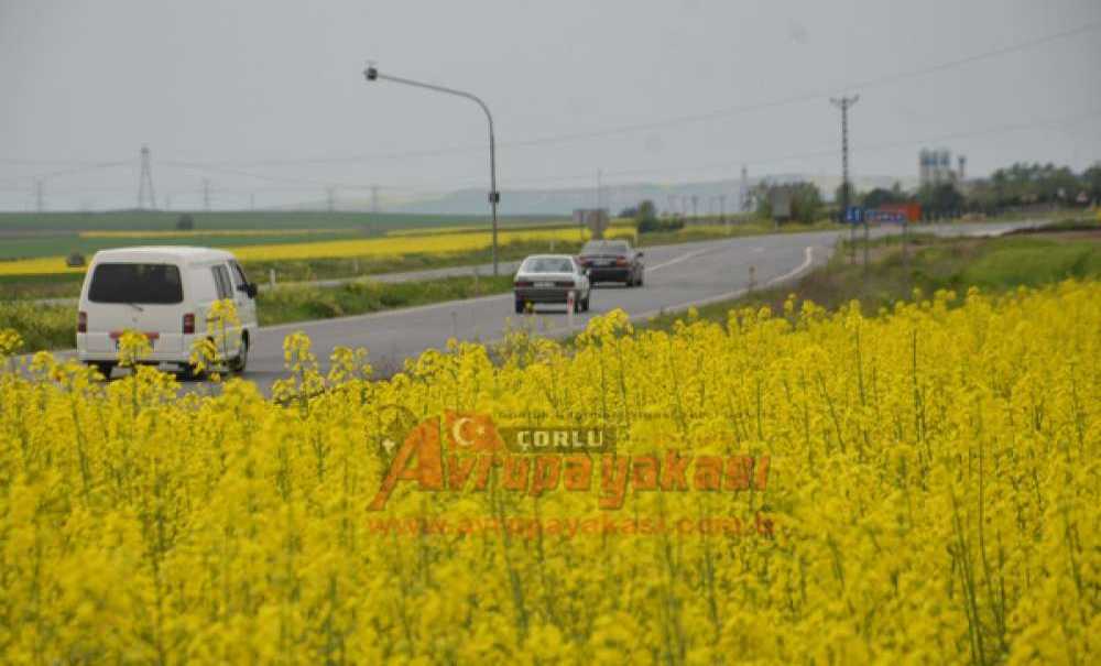 Kanola Tarlalaları Çorlu'yu Sarıya Boyadı