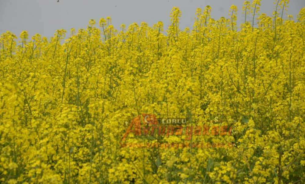 Kanola Tarlalaları Çorlu'yu Sarıya Boyadı