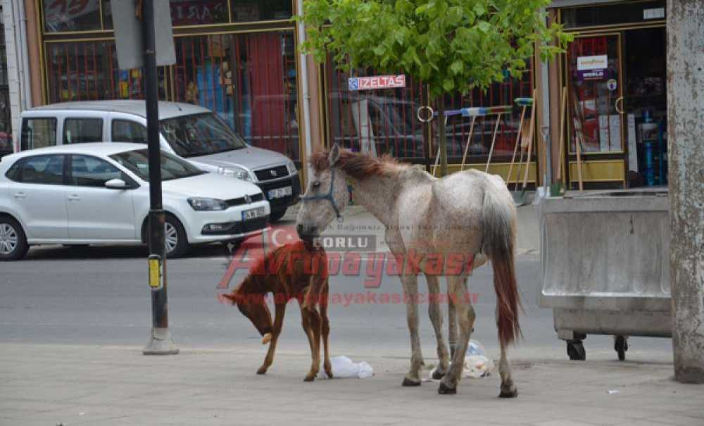 Başıboş Atlar Çorlu Caddelerinde Geziyor