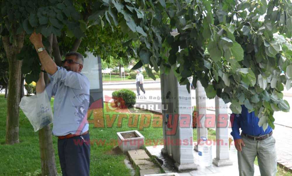 Kışlık Ihlamurlar Hazır