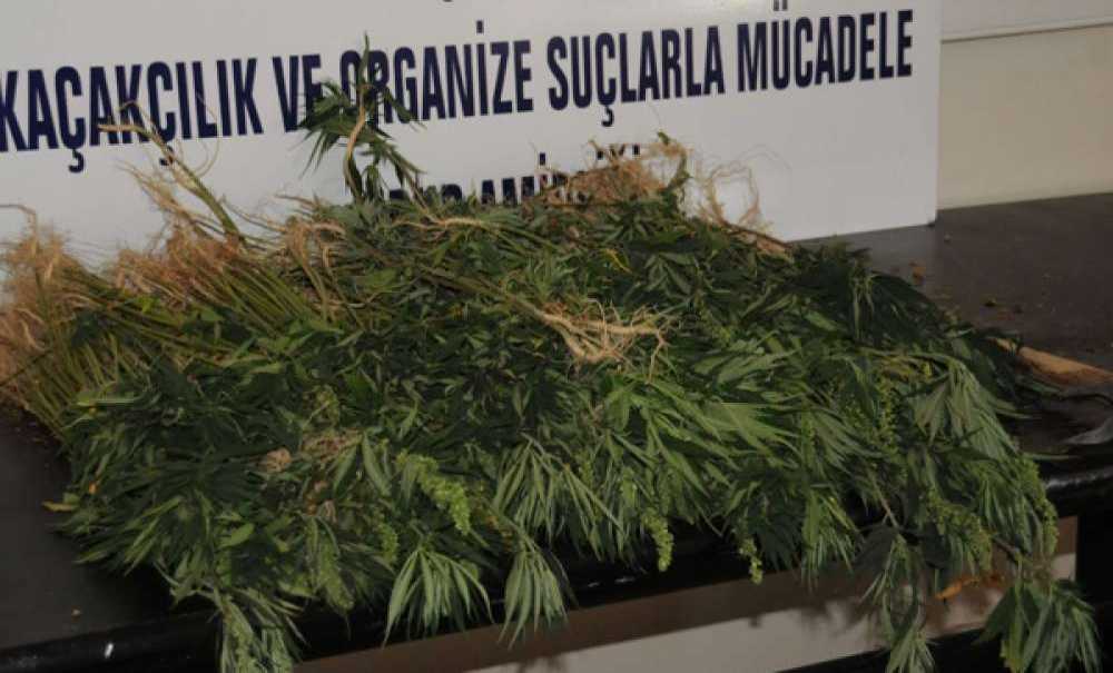 Evinde Hint Keneviri Yetiştiren Şüpheli Yakalandı