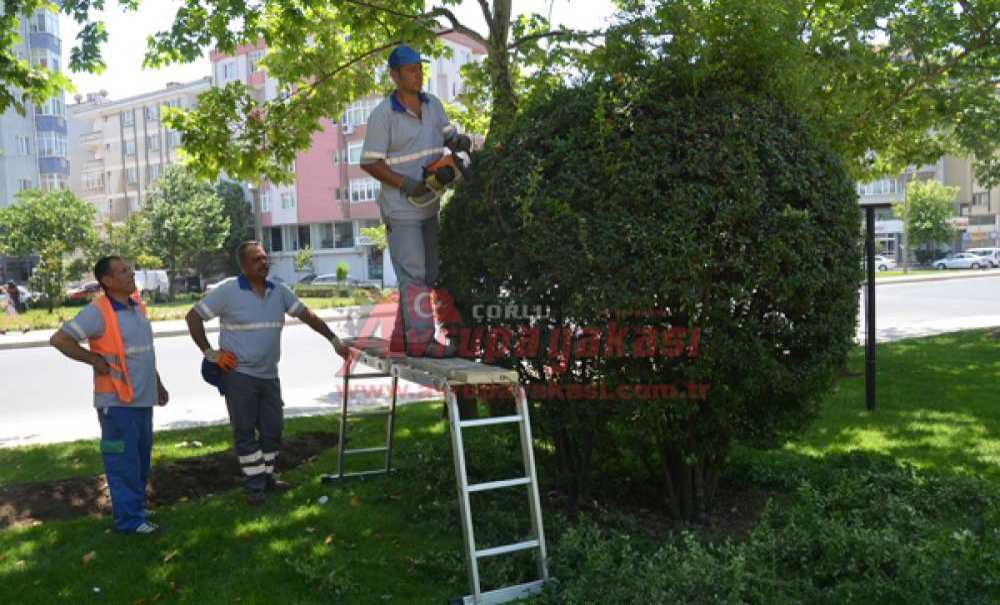 Büyükşehir Belediyesi'nden Çorlu'da Yeşil Alanlara Bakım