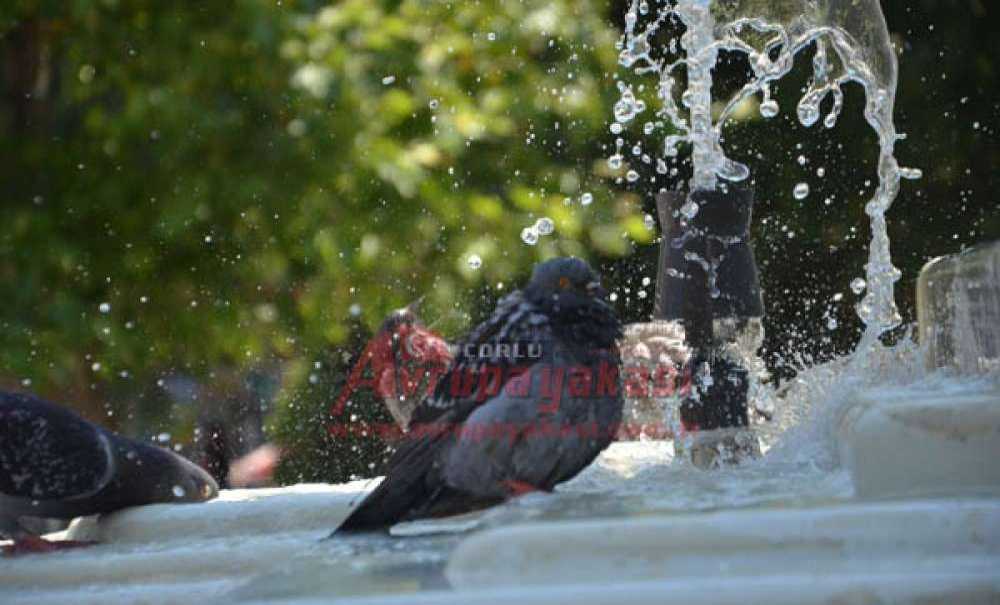 Sıcaktan Bunalan Güvercinler Süs Havuzunda Serinliyor