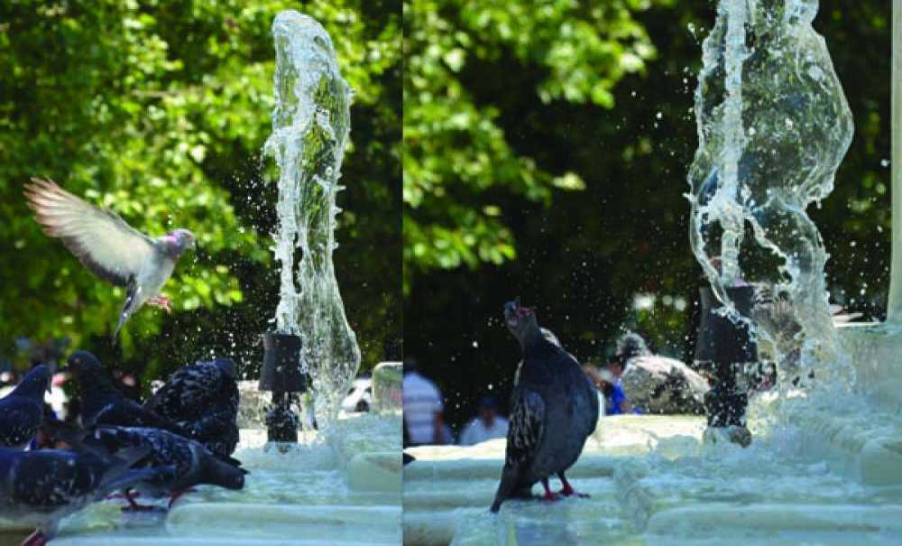 Sıcaktan Bunalan Güvercinler Süs Havuzunda Serinliyor