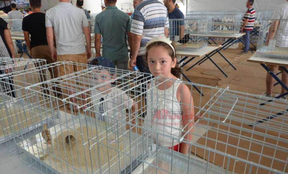 Çorlu Evcil Kanatlılar Derneği'nin Fuarına Yoğun İlgi