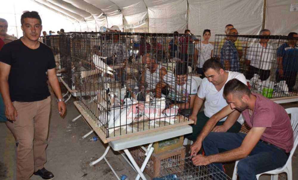 Çorlu Evcil Kanatlılar Derneği'nin Fuarına Yoğun İlgi