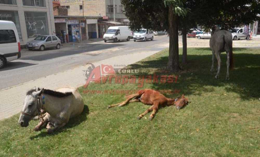 Başıboş Atlar Parkları Mesken Belledi