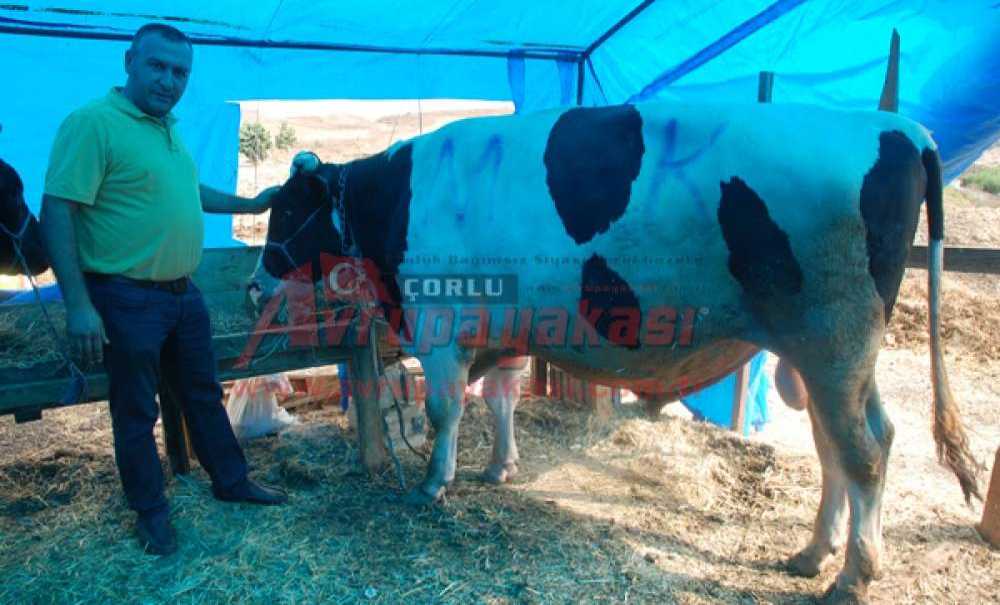 Kurban Pazarının En Büyüğü Alıcısını Buldu