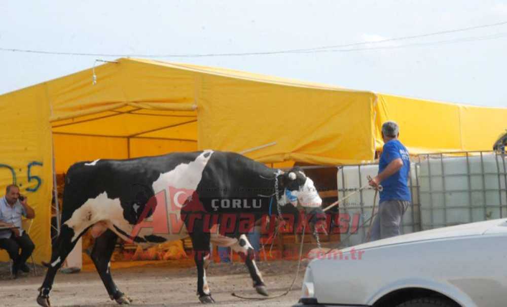 Kurban Pazarının En Büyüğü Alıcısını Buldu