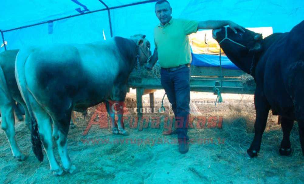 Kurban Pazarının En Büyüğü Alıcısını Buldu