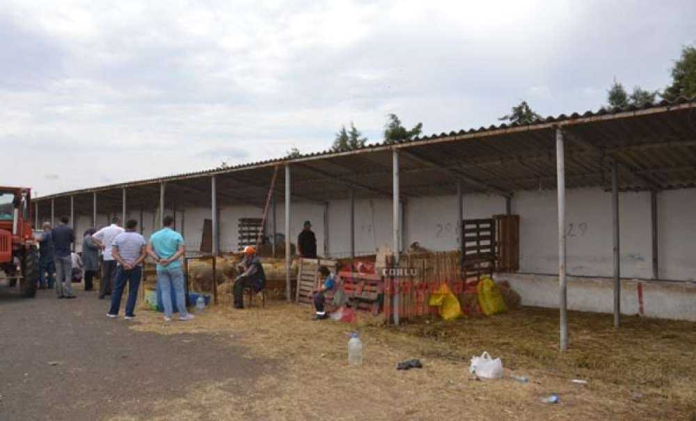 Besicilerin Yüzü Güldü