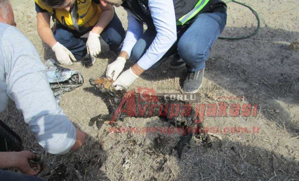 Gübre Çukuruna Düşen Tilkileri İtfaiye Kurtardı