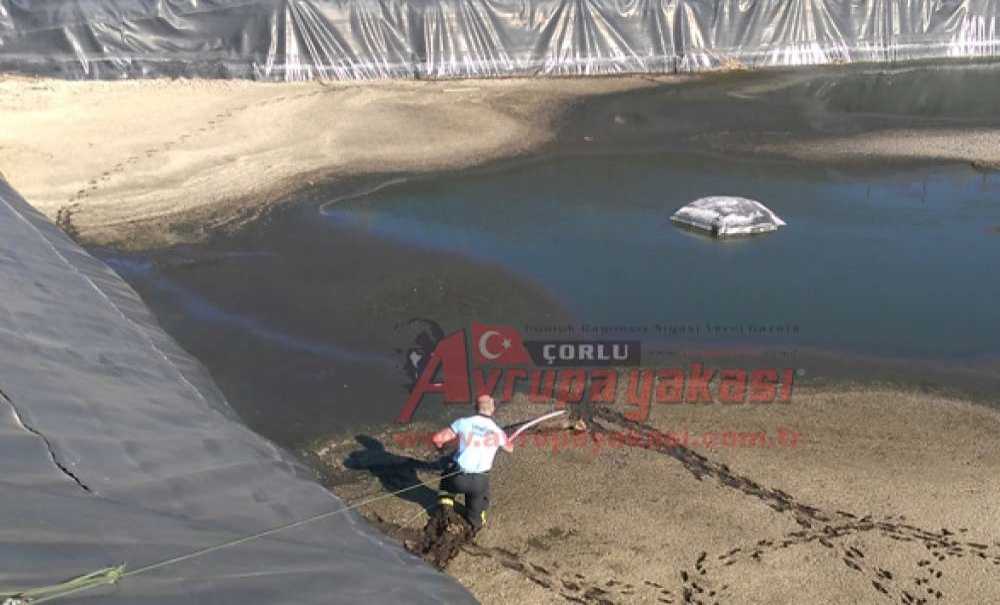 Gübre Çukuruna Düşen Tilkileri İtfaiye Kurtardı