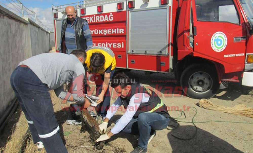 Gübre Çukuruna Düşen Tilkileri İtfaiye Kurtardı