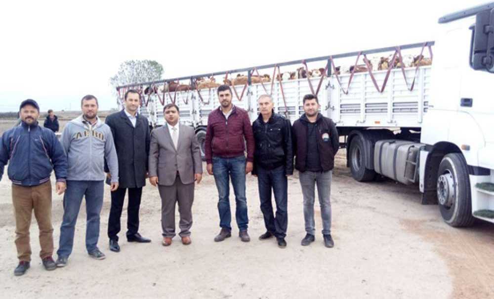 Ergeneli Genç Çiftçilerin Düveleri Teslim Edildi