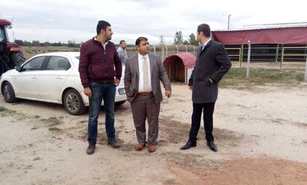 Ergeneli Genç Çiftçilerin Düveleri Teslim Edildi