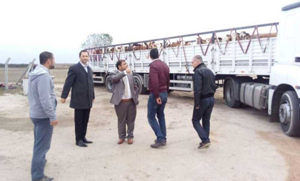 Ergeneli Genç Çiftçilerin Düveleri Teslim Edildi