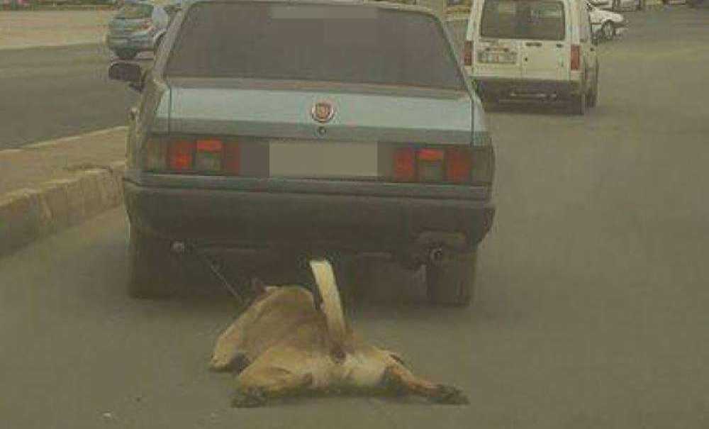 Çorlu'da Çekilen Fotoğraf Sosyal Medyayı Ayağa Kaldırdı