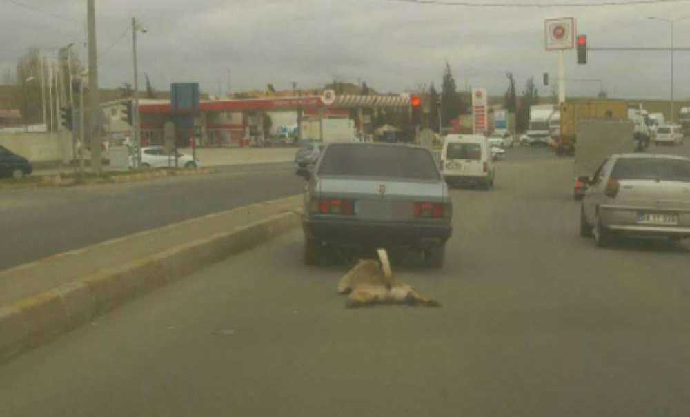 Çorlu'da Çekilen Fotoğraf Sosyal Medyayı Ayağa Kaldırdı