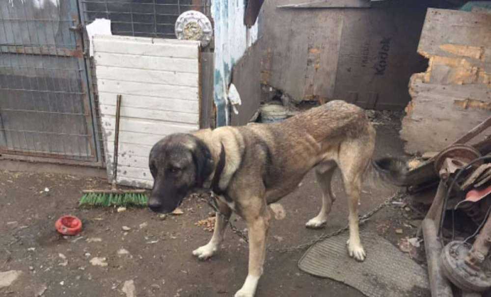 Sürücü De Köpek De Bulundu