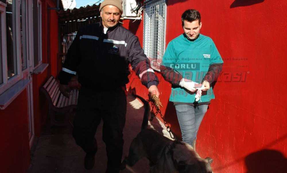 Otomobille Sürüklenen Köpek Yeni Sahibine Teslim Edildi