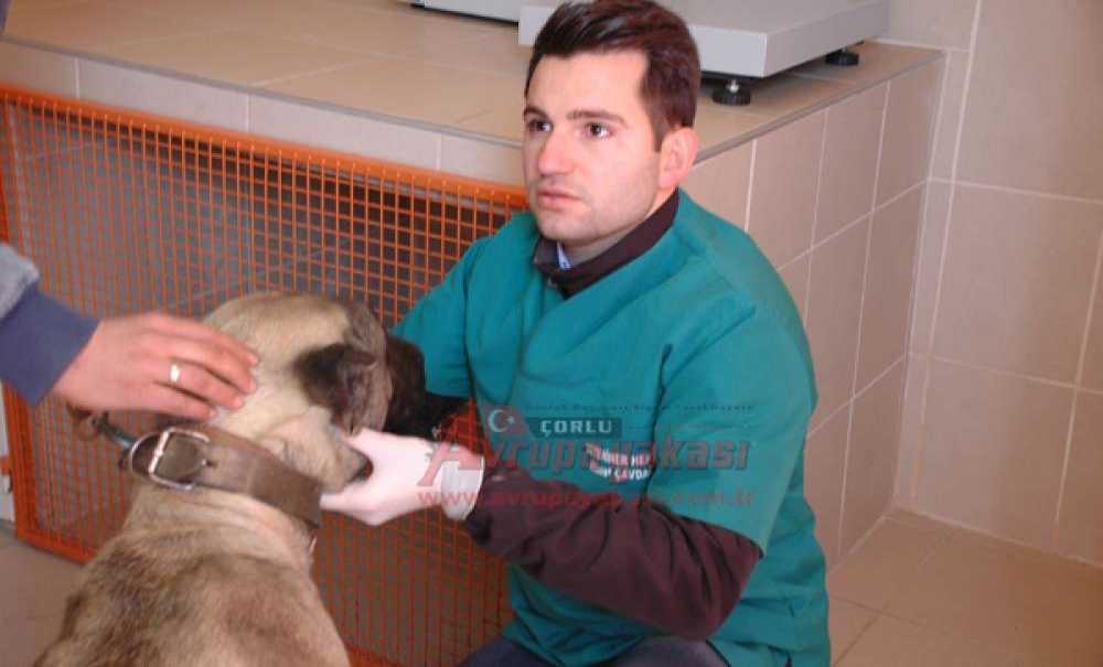 Otomobille Sürüklenen Köpek Yeni Sahibine Teslim Edildi