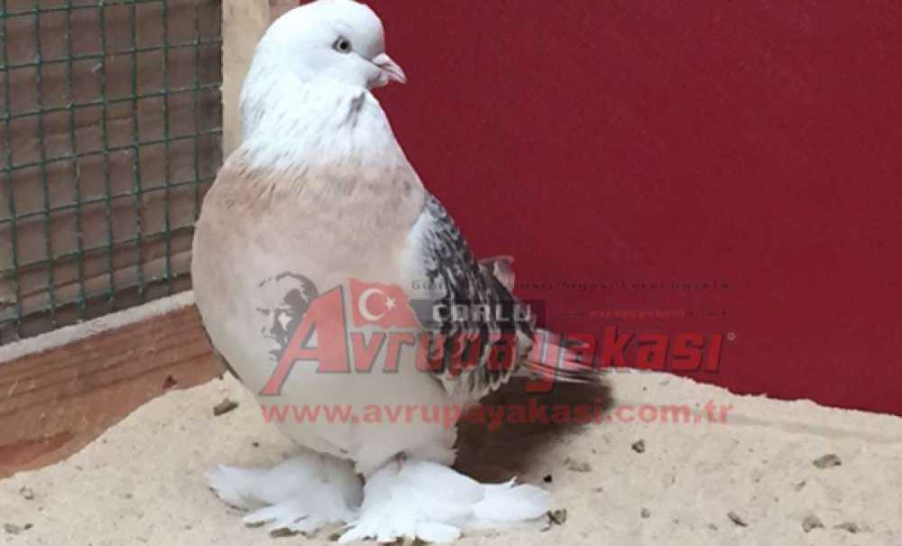 Araba Fiyatına Güvercin