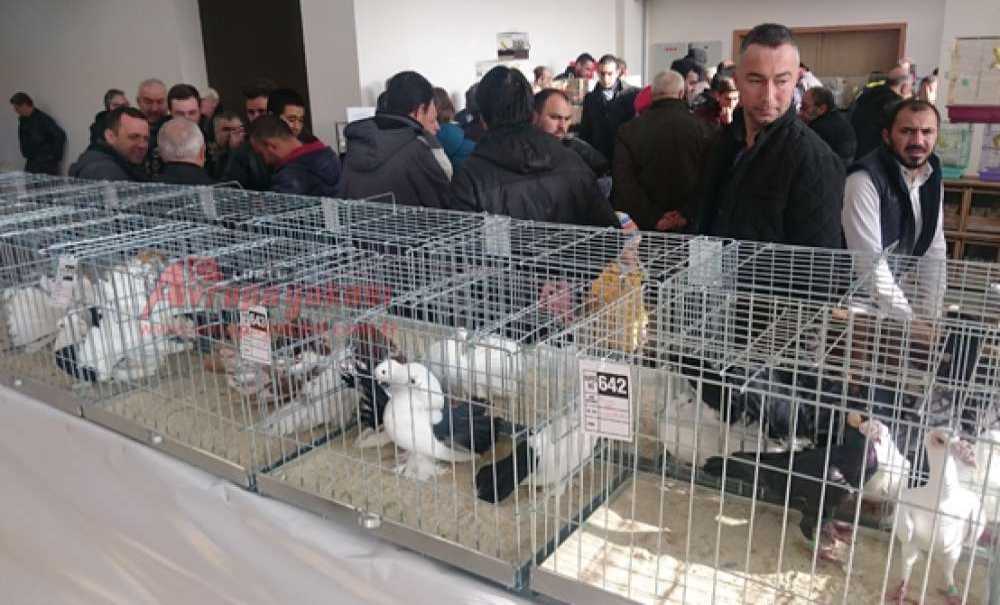 Araba Fiyatına Güvercin