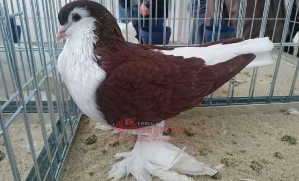 Araba Fiyatına Güvercin