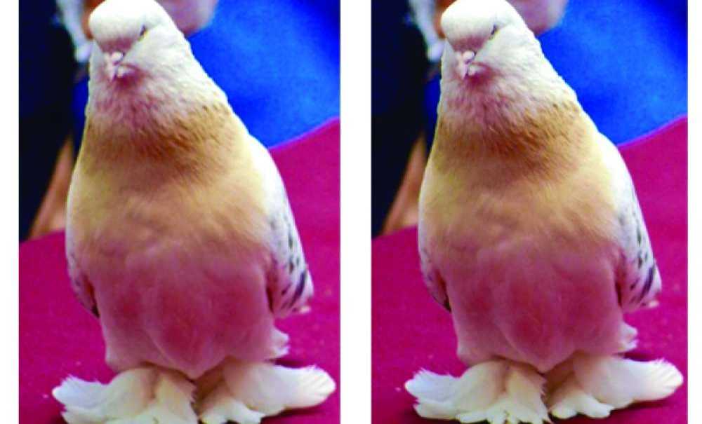 Araba Fiyatına Güvercin