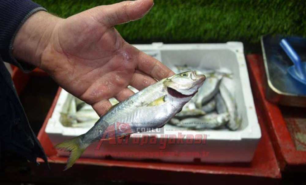 Balık Tutkunları Dikkat