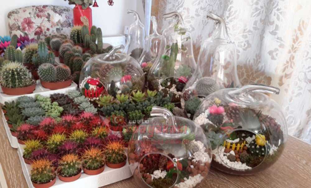 Yeni Yılda Yeni Trend Teraryum