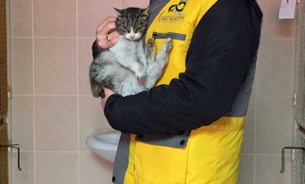 Donmak Üzere Olan Kedi Ve Karga Kurtarıldı