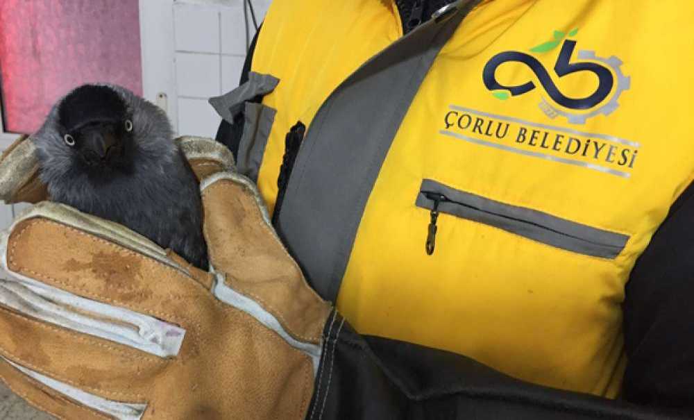 Donmak Üzere Olan Kedi Ve Karga Kurtarıldı