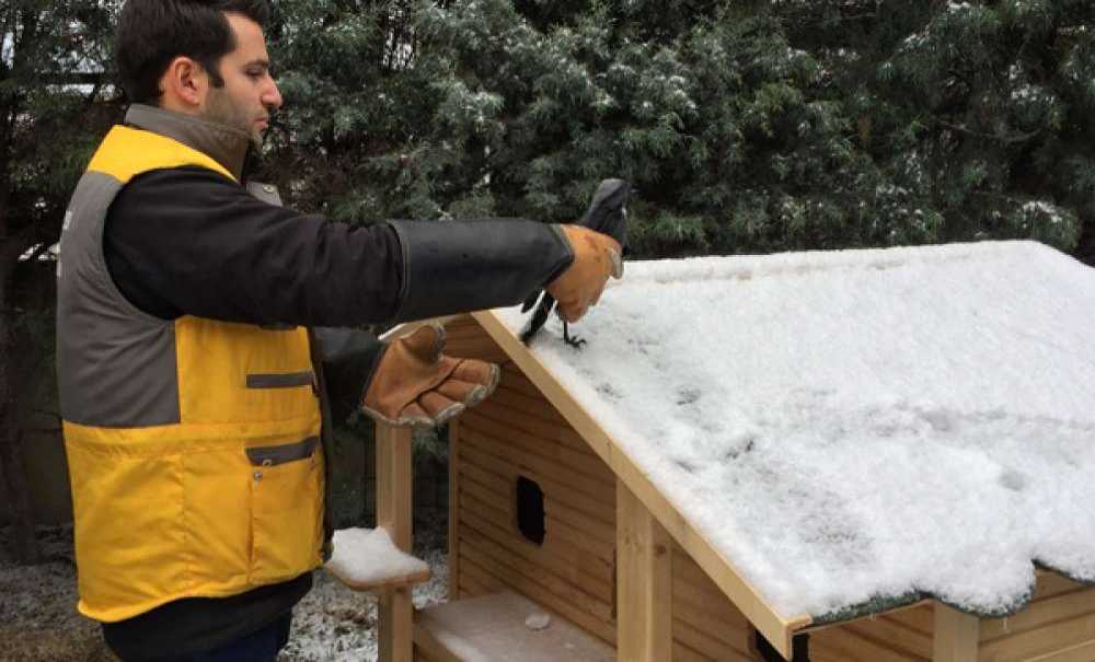 Donmak Üzere Olan Kedi Ve Karga Kurtarıldı
