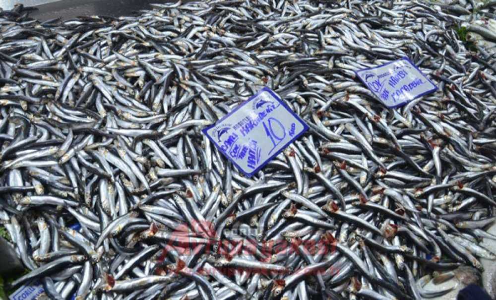 Havalar Soğudu Balık Fiyatları Arttı