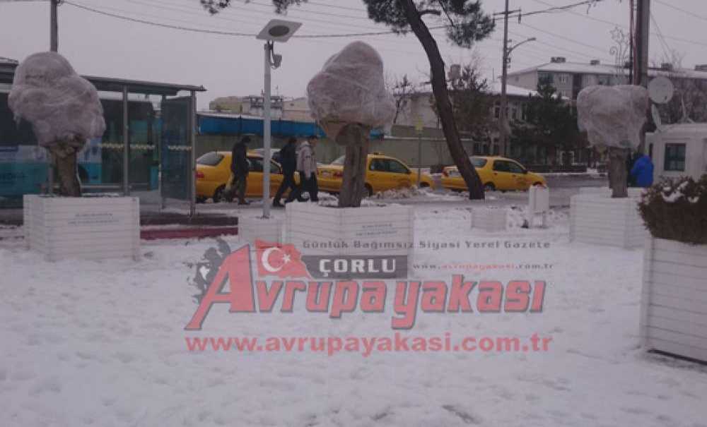 Palmiyelere Don Önlemi