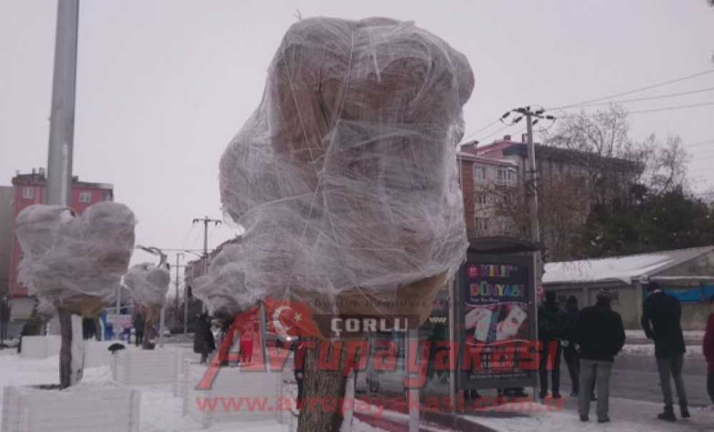 Palmiyelere Don Önlemi