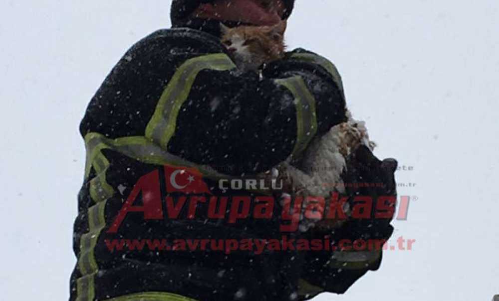Kediye İtfaiyeci Şefkati