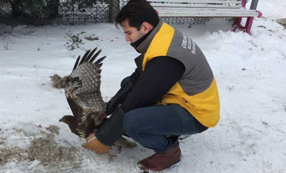Tedavi Edilen Kızıl Şahin Yeniden Doğaya Salındı
